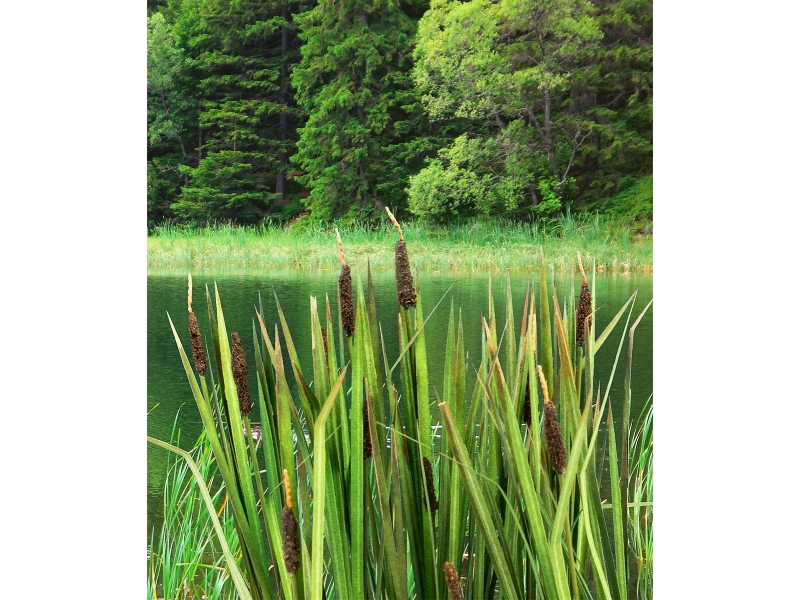 Širokolistni rogoz (Merilo 1:32 in 1:35)