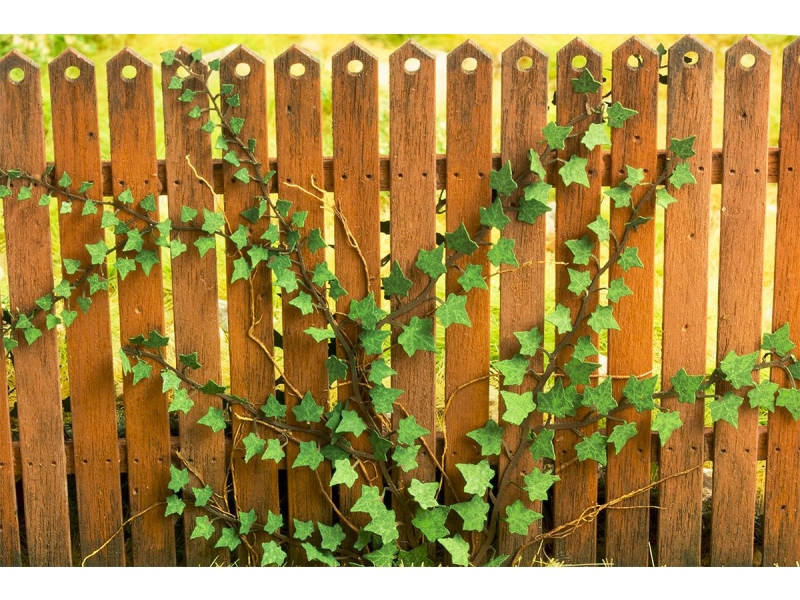 Bršljan (Merilo 1:35 in 1:32)