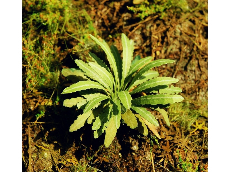 Azijska praprot (Merilo 1:32 in 1:48)