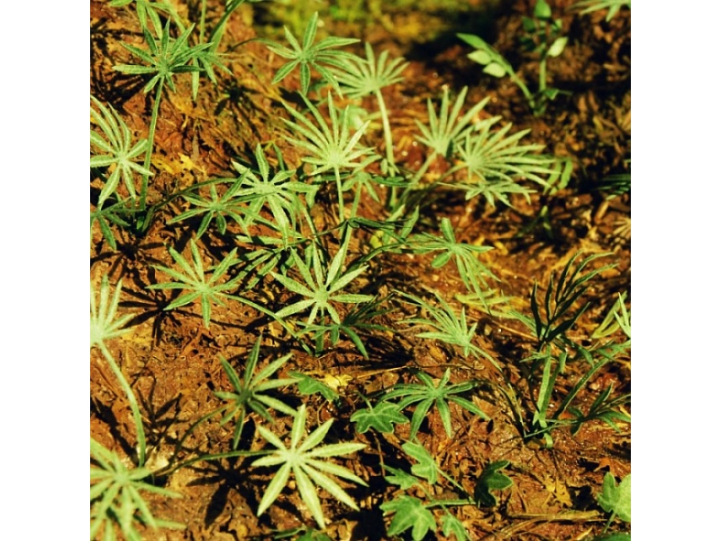 Nizka Azijska palma (Merilo 1:32 in 1:48)