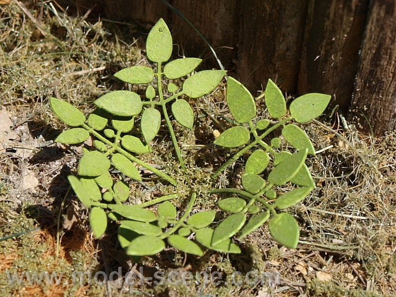 Nizek plevel (Merilo 1:45 in 1:48)