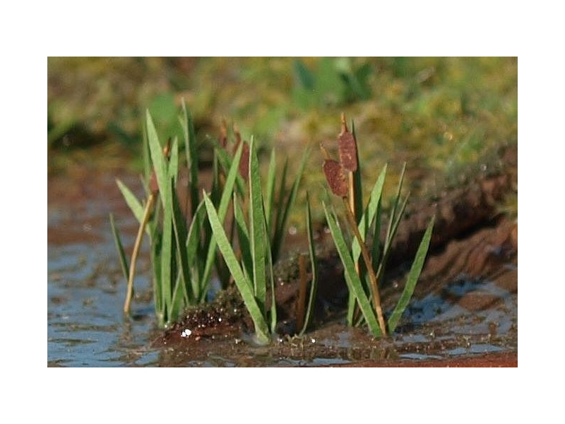 Trsje TT (Merilo 1:120)